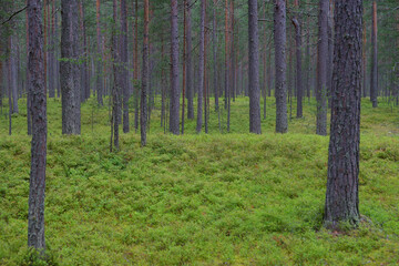 Pine forest at summer.