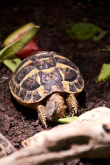 Little turtle eating vegetation