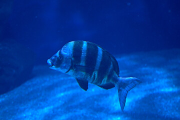 Black striped fish swimming in the ocean