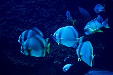 Golden fin fish swimming in the sea