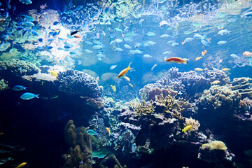 Fototapeta na wymiar Brightly colored fish in the vast ocean