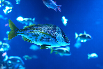 Golden fin fish swimming in the sea