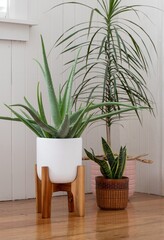 Group of three house potted plants aloe vera