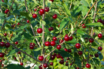 Cherries on the tree. Red ripe berries on the green leaves background. Agricultures backdrop