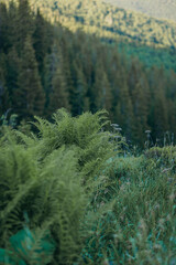 Obraz premium A plant in a forest