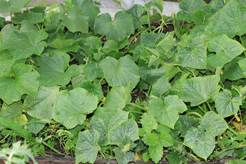 Growing cucumbers in a village in Russia in the middle lane. They put wooden arches over the garden bed and plant seedlings there. The concept of eco products, natural food without GMO, 