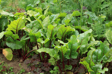 Fototapeta premium Growing beets in a village in Russia in the middle lane, the concept of eco products, natural food without gmo, a village lifestyle