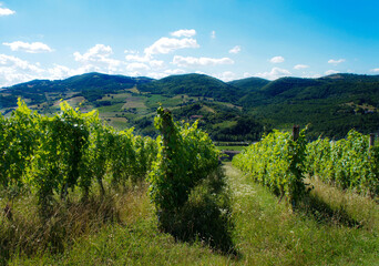 vineyard in tuscany italy