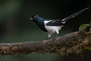 Pássaro tietinga (Cissopis leverianus)