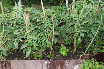Growing tomatoes in a village in Russia in the middle lane. Wooden arches are placed above the garden bed and seedlings are planted there. The concept of eco products, natural food without GMO,