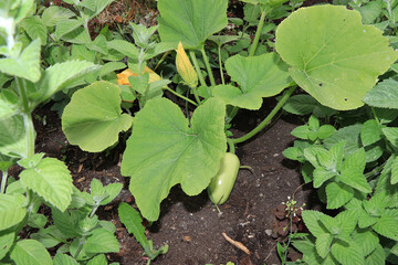 Growing zucchini in a village in Russia in the middle lane. They put wooden arches over the garden bed and plant seedlings there. The concept of eco products, natural food without GMO, 