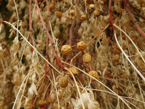 Dried  Azadirachta indica tree branch. Nimtree or Indian lilac of mahogany family Meliaceae. Closeup of dry seeds of Azadirachta or neem with golden brown color leaves