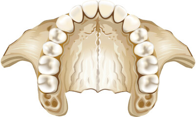 upper maxillary bone, human bone, medically accurate, illustration, teeth, dentures, concept, isolated, anatomy, healthy teeth, medical illustration, maxillofacial surgery, orthodontics, dentist © javiermatos