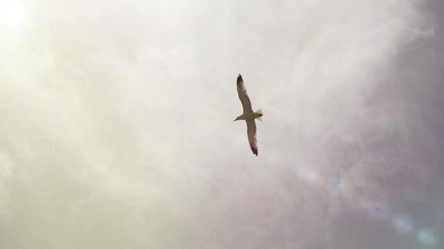 White sea gulls soars in the sunny blue sky without clouds, front shot. Flights of beautiful sea birds to warm regions against the backdrop of bright sun glare and rays in warm summer weather.