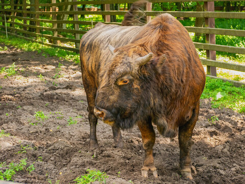 Zubron. A hybrid of domestic cattle and wisent.