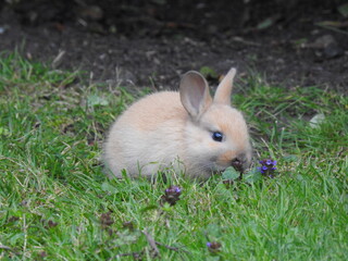 rabbit in the grass 2