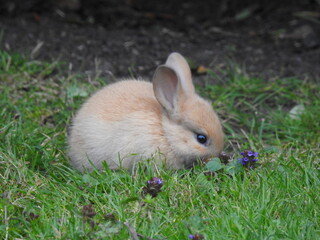 rabbit in the grass 3