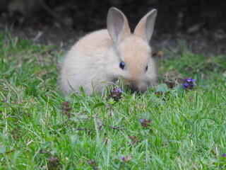 rabbit in the grass 4