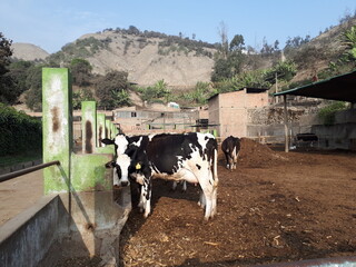 cows in the mountains farm © Jushua