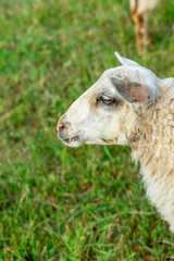 young sheep portrait on a background of green field close-up vertical photo