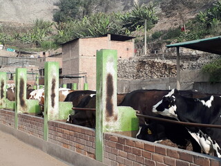 cows eating in the farm © Jushua