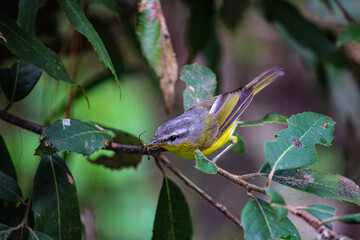 Shot of grey hooded warbler with prey