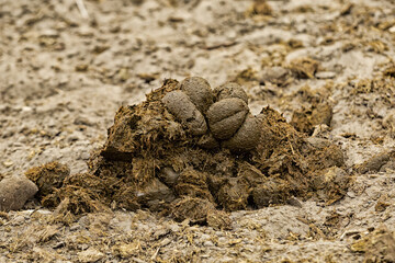 horse manure heap lies on the ground fertilizer traditional