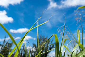 Grass against the sky in a natural Texas park on a sunny July day.
