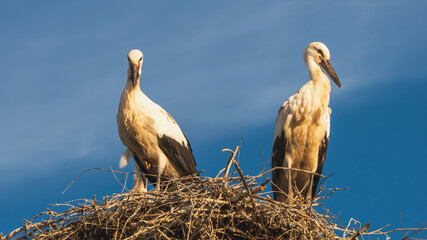 View of stork standing in the nest.