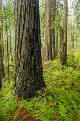 Fototapeta premium A trail through a redwood forest just north of Mendocino, California