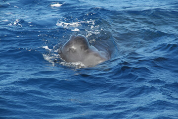 Obraz premium Whale watching in the Caribbean sea, Grenada