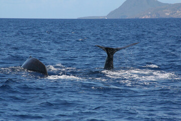 Whale watching in the Caribbean sea, Grenada