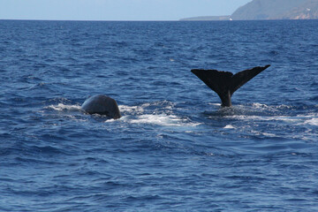 Fototapeta premium Whale watching in the Caribbean sea, Grenada