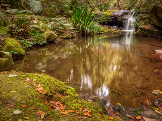 Rainforest Cascade with Reflections