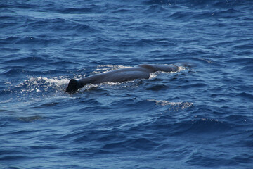 Fototapeta premium Whale watching in the Caribbean sea, Grenada
