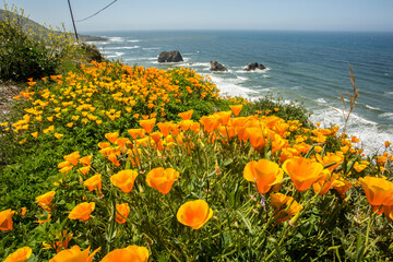 California poppies along the California coast near Shelter Cove, CA - obrazy, fototapety, plakaty