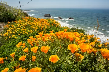 Fotobehang California poppies along the California coast near Shelter Cove, CA © Bob