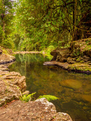 Obraz premium Rainforest Pool in Portrait Mode