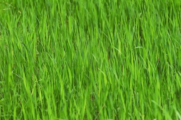 Fototapeta na wymiar Green grass on a land