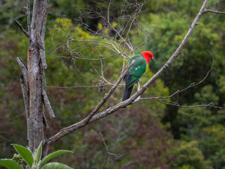 Male King Parrot Sitting in Tree