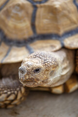 ケヅメリクガメのポートレート