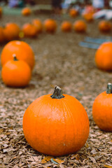 Pumpkin Patch halloween fall Lake Eola central florida farmers market 