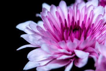 close up of a pink Chrysanthemum