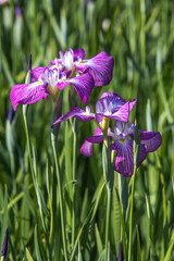 花菖蒲　初夏のイメージ