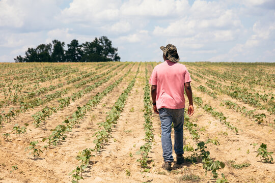 Man looking out over cotton field on farm