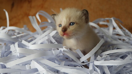 Kitten in the box