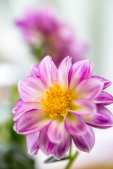 Fototapeta premium ダリアの花