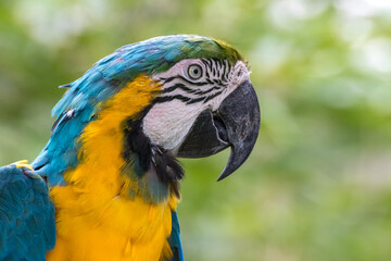 ルリコンゴウインコのポートレート