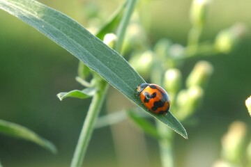 ladybug on grass