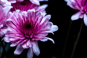 Pink Chrysanthemum